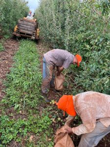 Em 7 anos parceria já garantiu segurança trabalhista para 32 mil indígenas que atuam na colheita de maçã no Sul do Brasil