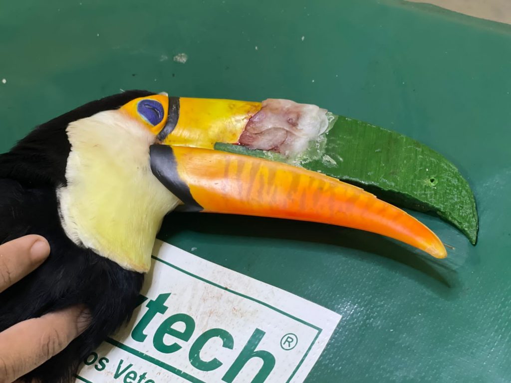 Tucano em tratamento no CRAS recebe implante de prótese de bico feita em impressora 3D