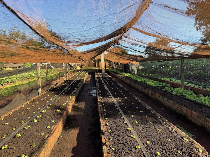 Horta Municipal de Paranhos cumpre papel essencial na alimentação de creches, hospital e população em situação de vulnerabilidade Horta Municipal de Paranhos cumpre papel essencial na alimentação de creches, hospital e população em situação de vulnerabilidade