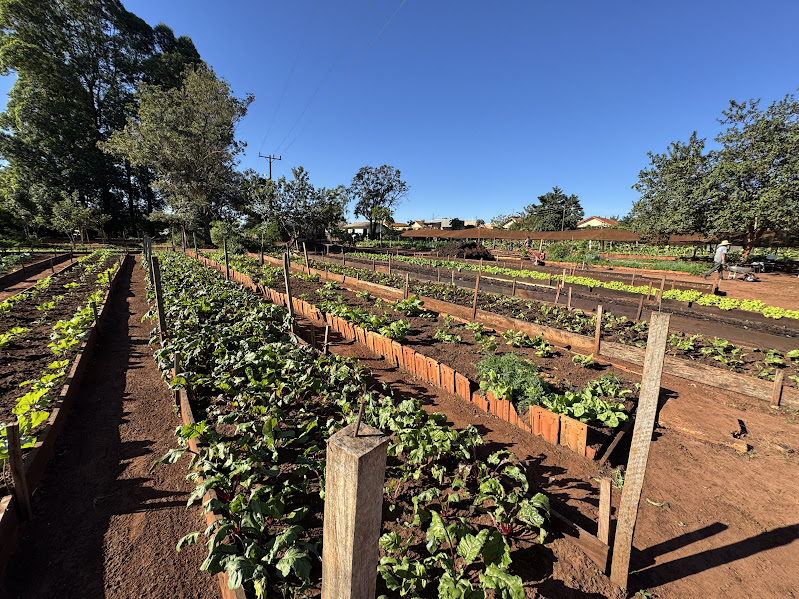 Horta Municipal de Paranhos cumpre papel essencial na alimentação de creches, hospital e população em situação de vulnerabilidade Horta Municipal de Paranhos cumpre papel essencial na alimentação de creches, hospital e população em situação de vulnerabilidade