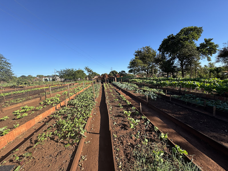 Horta Municipal de Paranhos cumpre papel essencial na alimentação de creches, hospital e população em situação de vulnerabilidade Horta Municipal de Paranhos cumpre papel essencial na alimentação de creches, hospital e população em situação de vulnerabilidade