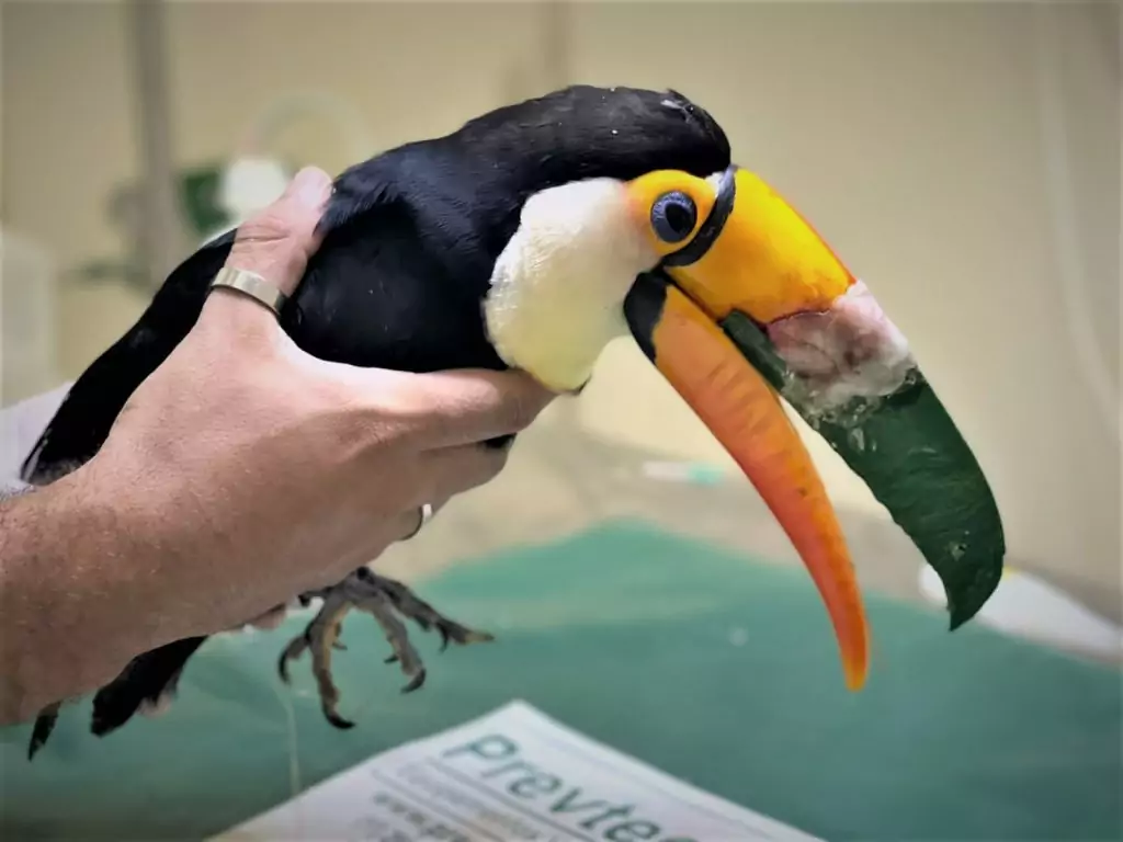 Tucano em tratamento no CRAS recebe implante de prótese de bico feita em impressora 3D Tucano em tratamento no CRAS recebe implante de prótese de bico feita em impressora 3D