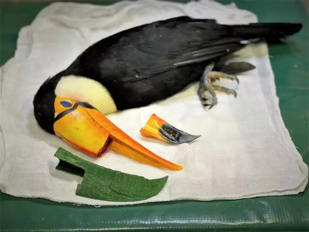 Tucano em tratamento no CRAS recebe implante de prótese de bico feita em impressora 3D Tucano em tratamento no CRAS recebe implante de prótese de bico feita em impressora 3D