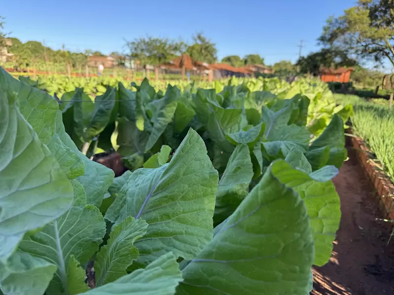 Horta Municipal de Paranhos cumpre papel essencial na alimentação de creches, hospital e população em situação de vulnerabilidade Horta Municipal de Paranhos cumpre papel essencial na alimentação de creches, hospital e população em situação de vulnerabilidade