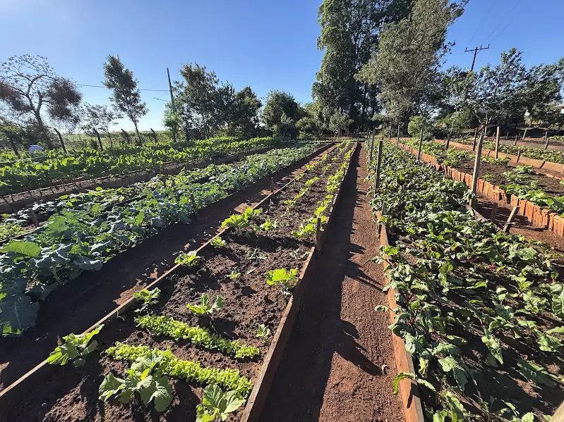 Horta Municipal de Paranhos cumpre papel essencial na alimentação de creches, hospital e população em situação de vulnerabilidade Horta Municipal de Paranhos cumpre papel essencial na alimentação de creches, hospital e população em situação de vulnerabilidade